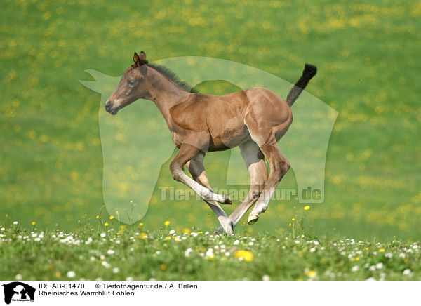 Rheinisches Warmblut Fohlen / AB-01470
