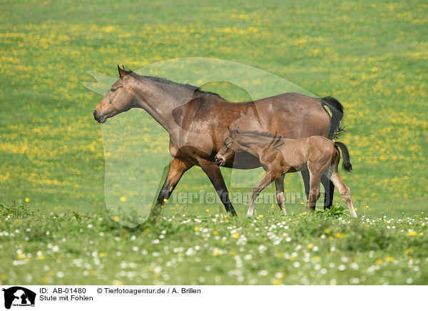 Stute mit Fohlen / mare with foal / AB-01480