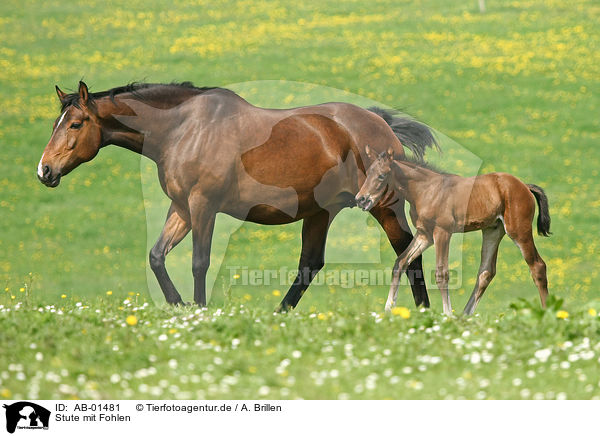 Stute mit Fohlen / mare with foal / AB-01481