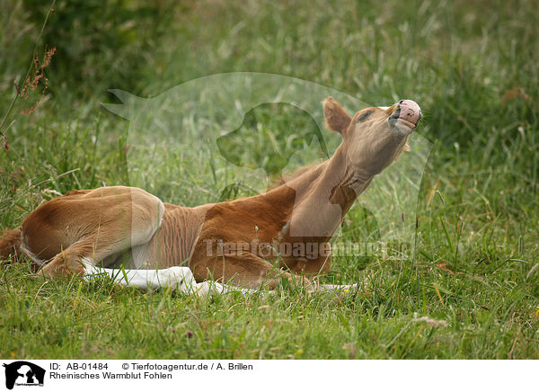 Rheinisches Warmblut Fohlen / foal / AB-01484