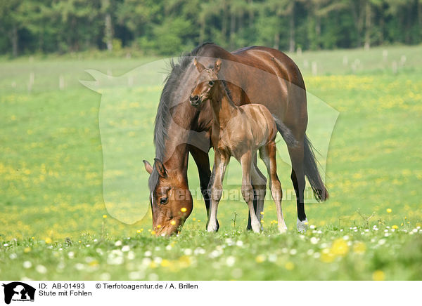 Stute mit Fohlen / mare with foal / AB-01493