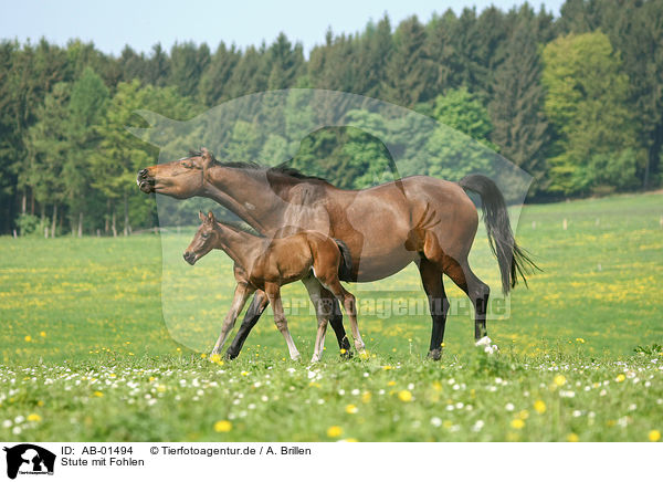 Stute mit Fohlen / mare with foal / AB-01494