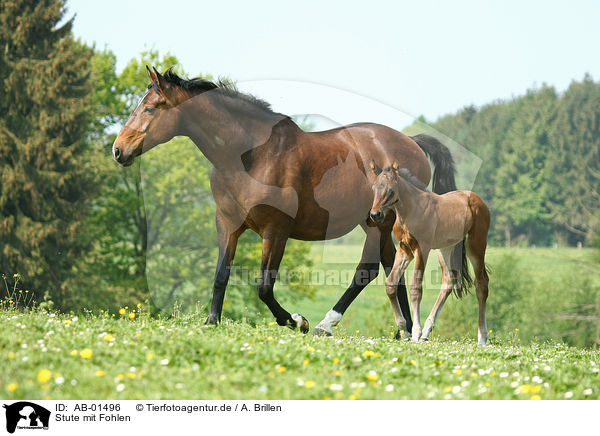 Stute mit Fohlen / mare with foal / AB-01496