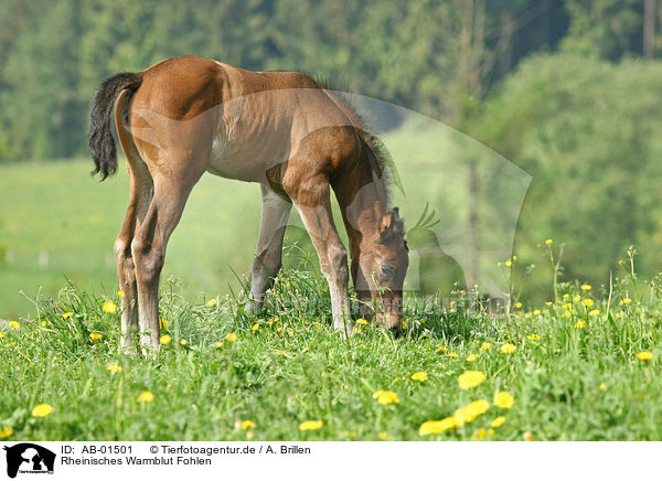 Rheinisches Warmblut Fohlen / foal / AB-01501