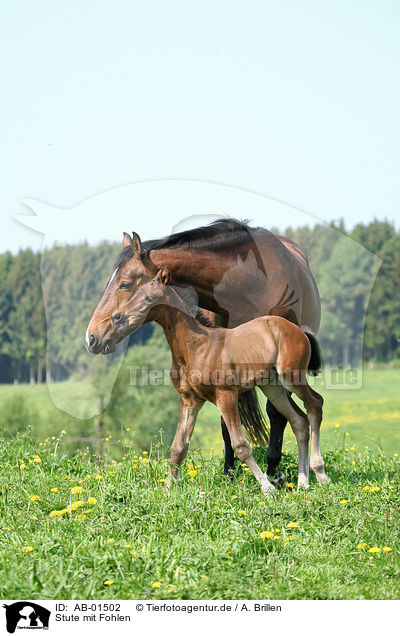 Stute mit Fohlen / mare with foal / AB-01502
