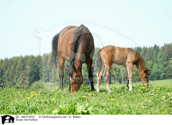 Stute mit Fohlen / mare with foal / AB-01503