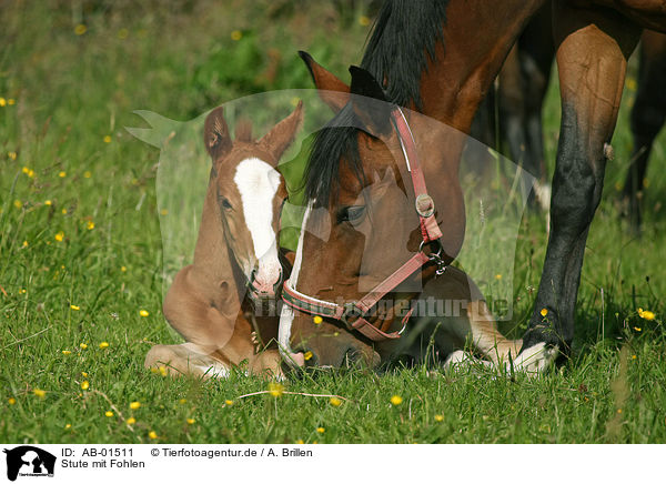 Stute mit Fohlen / mare with foal / AB-01511