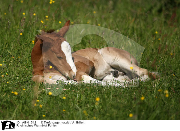 Rheinisches Warmblut Fohlen / AB-01512