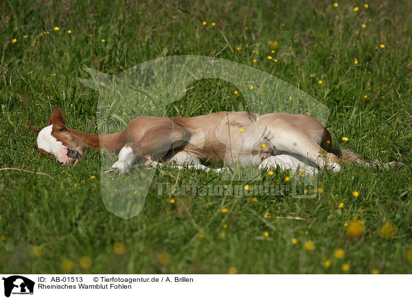 Rheinisches Warmblut Fohlen / foal / AB-01513