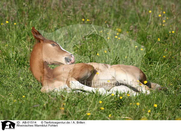 Rheinisches Warmblut Fohlen / AB-01514