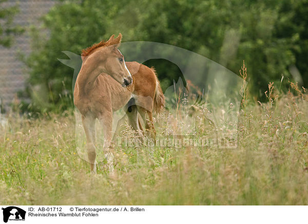 Rheinisches Warmblut Fohlen / AB-01712