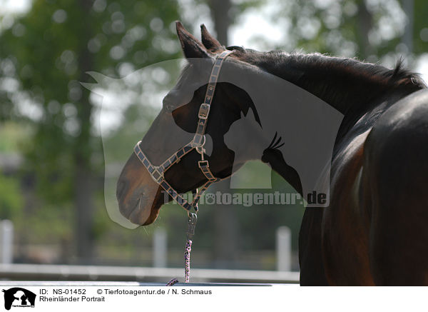 Rheinlnder Portrait / horse portrait / NS-01452