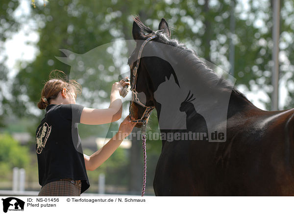 Pferd putzen / cleaning a horse / NS-01456