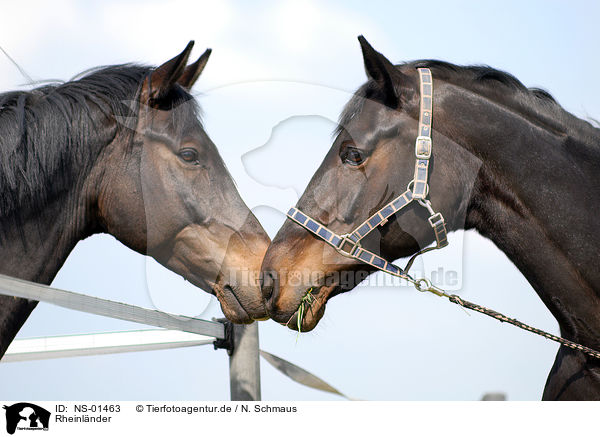 Rheinlnder / horses / NS-01463