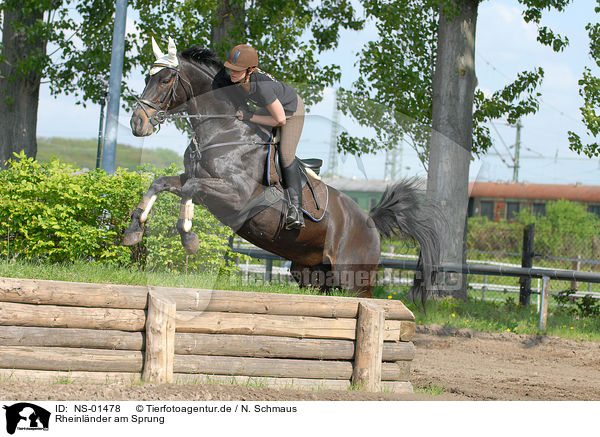 Rheinlnder am Sprung / jumping horse / NS-01478