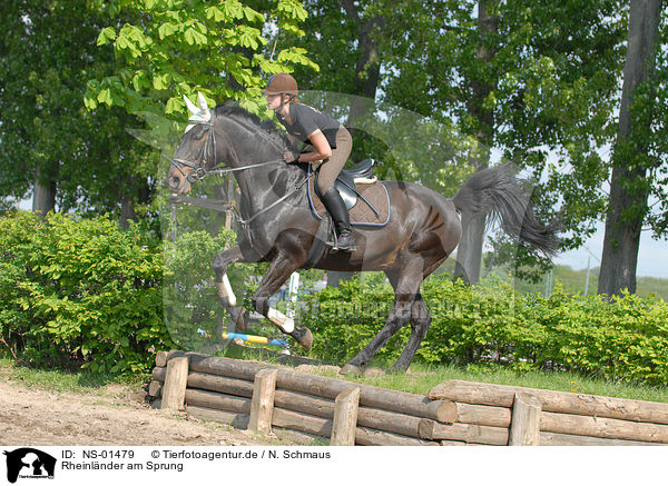 Rheinlnder am Sprung / jumping horse / NS-01479