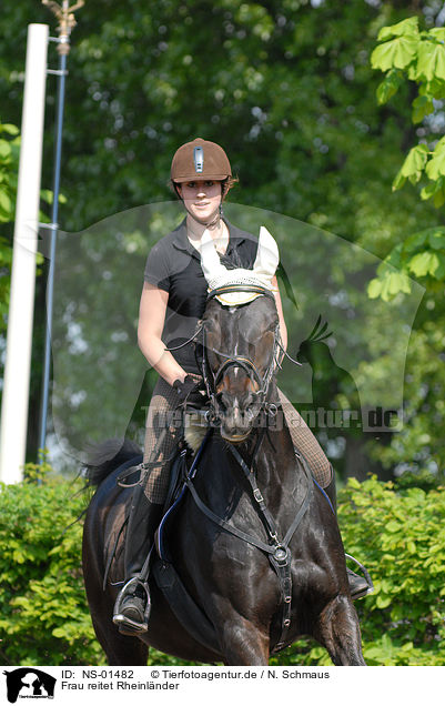 Frau reitet Rheinlnder / woman rides horse / NS-01482