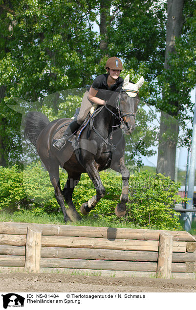 Rheinlnder am Sprung / jumping horse / NS-01484