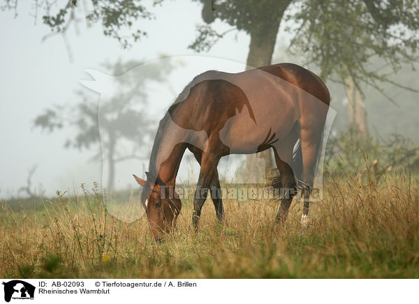 Rheinisches Warmblut / horse / AB-02093