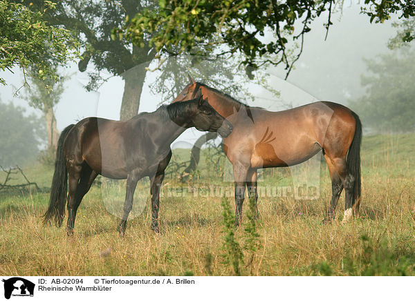 Rheinische Warmblter / horses / AB-02094