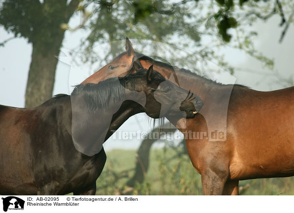 Rheinische Warmblter / horses / AB-02095