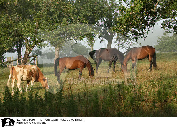 Rheinische Warmblter / horses / AB-02096
