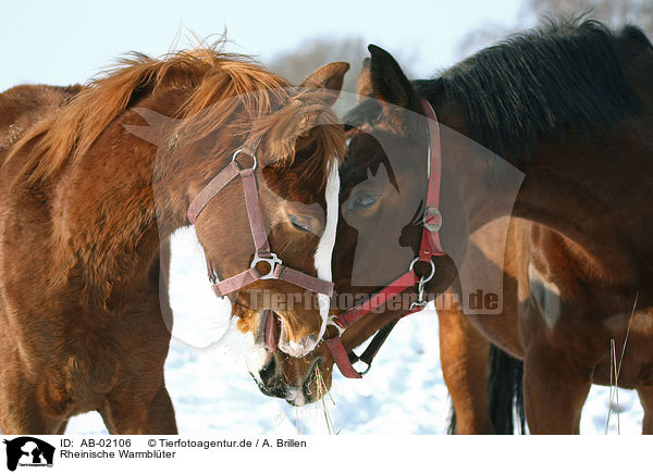 Rheinische Warmblter / horses / AB-02106