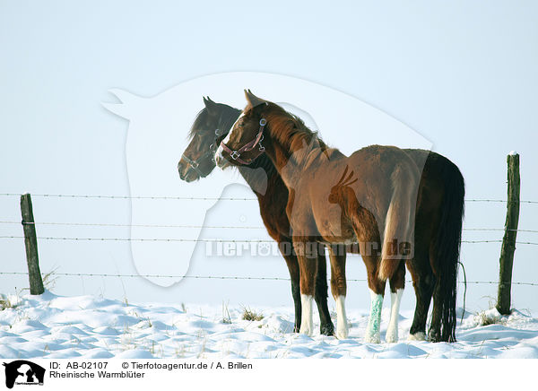 Rheinische Warmblter / horses / AB-02107