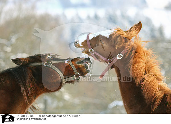 Rheinische Warmblter / horses / AB-02108