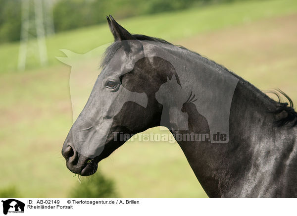 Rheinlnder Portrait / horse portrait / AB-02149