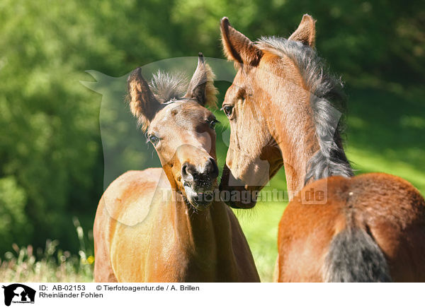 Rheinlnder Fohlen / foals / AB-02153