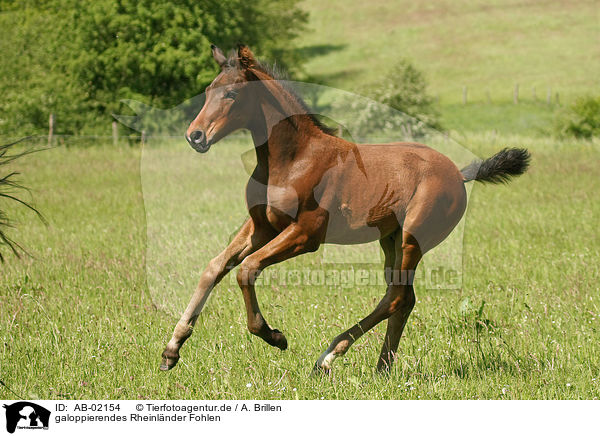 galoppierendes Rheinlnder Fohlen / galloping foal / AB-02154