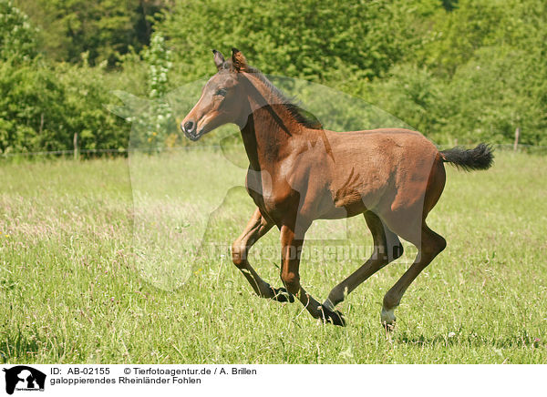 galoppierendes Rheinlnder Fohlen / galloping foal / AB-02155