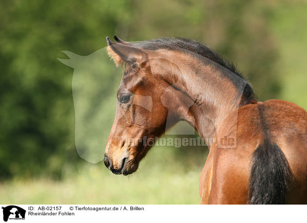 Rheinlnder Fohlen / AB-02157