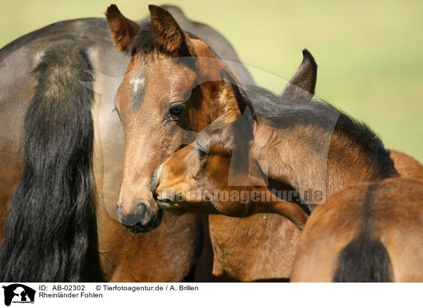 Rheinlnder Fohlen / horse foals / AB-02302