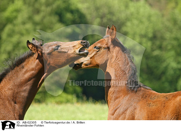 Rheinlnder Fohlen / horse foals / AB-02305