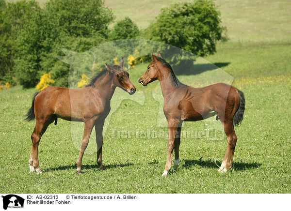 Rheinlnder Fohlen / horse foals / AB-02313