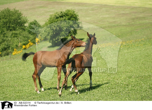 Rheinlnder Fohlen / horse foals / AB-02314