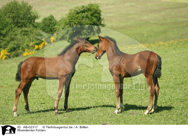 Rheinlnder Fohlen / horse foals / AB-02317