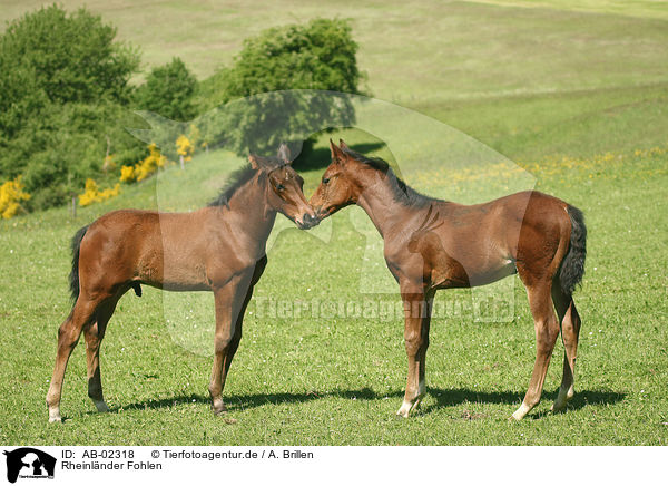 Rheinlnder Fohlen / horse foals / AB-02318
