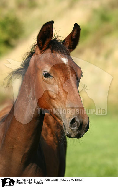 Rheinlnder Fohlen / horse foal / AB-02319
