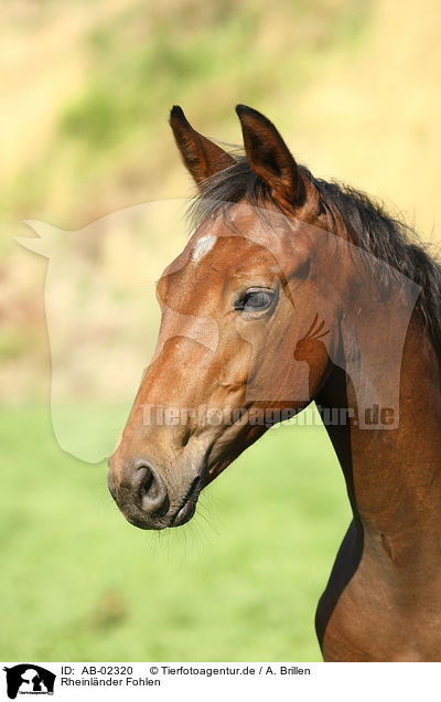 Rheinlnder Fohlen / horse foal / AB-02320