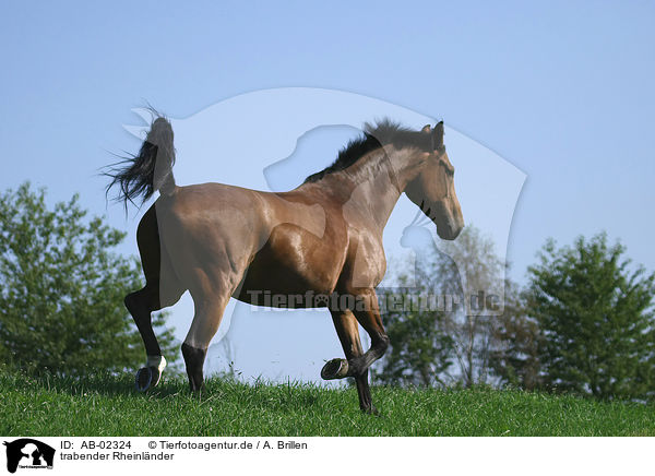 trabender Rheinlnder / trotting horse / AB-02324