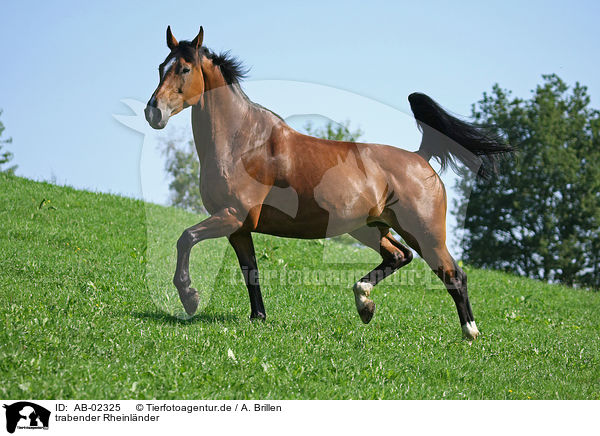 trabender Rheinlnder / trotting horse / AB-02325