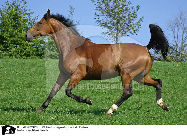 trabender Rheinlnder / trotting horse / AB-02326
