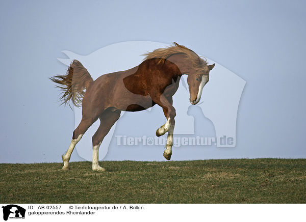 galoppierendes Rheinlnder / galloping warmblood / AB-02557