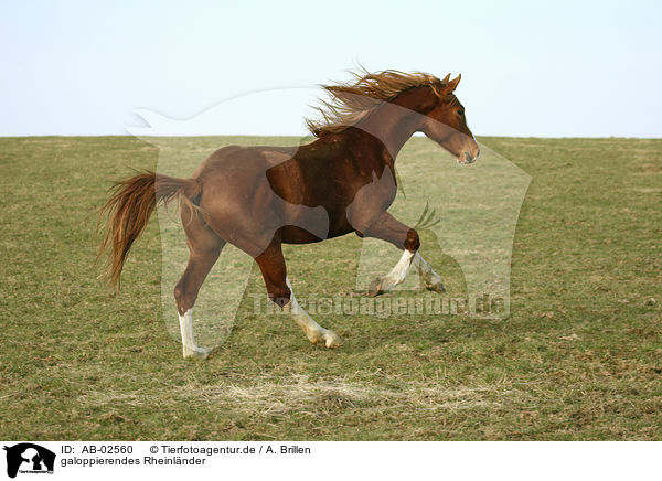 galoppierendes Rheinlnder / galloping warmblood / AB-02560