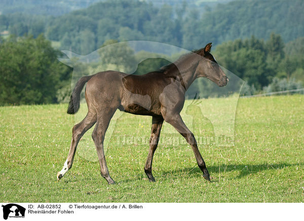 Rheinlnder Fohlen / warmblood foal / AB-02852