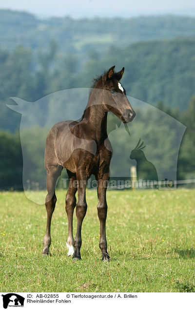 Rheinlnder Fohlen / AB-02855