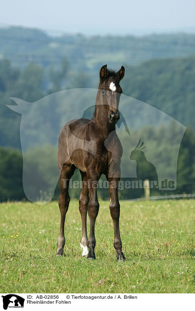 Rheinlnder Fohlen / warmblood foal / AB-02856